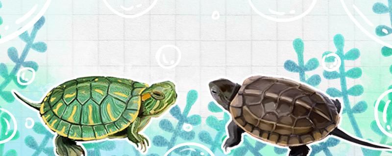草龟跟巴西龟可以放在一起养吗能和什么龟一起养 龙鱼疾病与治疗