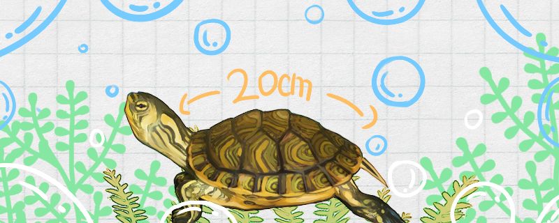 黄耳龟能长多大多大可以下蛋