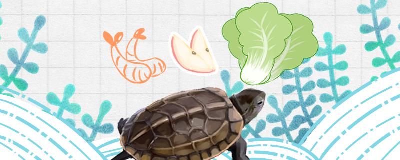 草龟一般吃什么多长时间喂一次