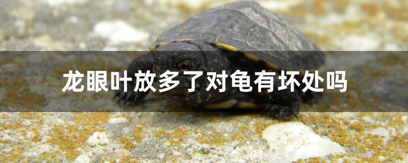 龙眼叶放多了对龟有坏处吗 广州龙鱼批发市场