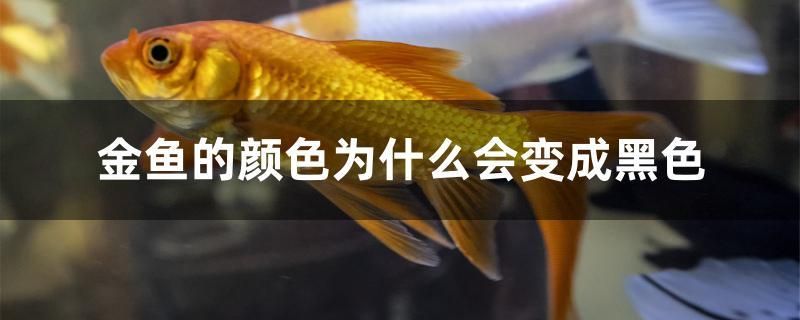红龙鱼变色过程图片欣赏 红龙鱼颜色变化图 大湖红龙鱼