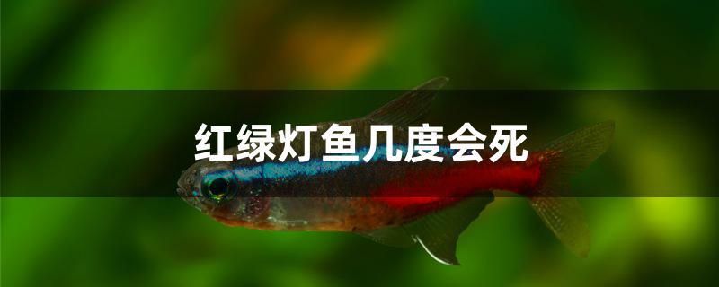红绿灯鱼几度会死 名贵锦鲤鱼