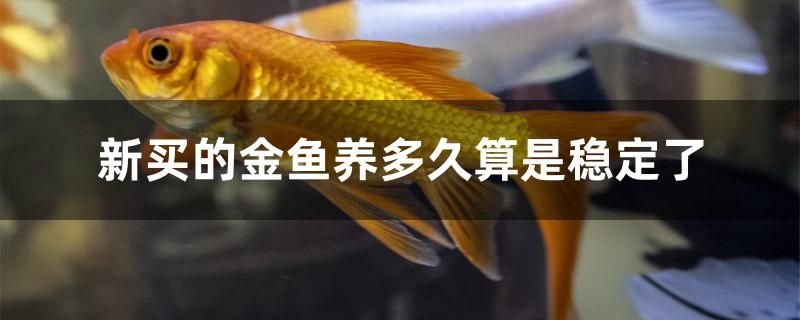 新买的金鱼养多久算是稳定了 赤荔凤冠鱼