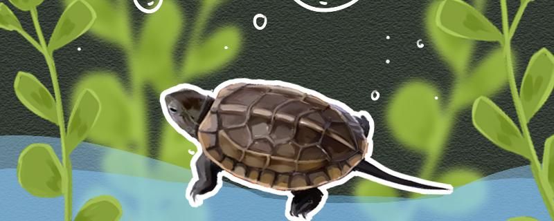 草龟是水龟吗能在水中生活吗