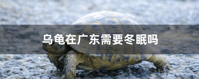 乌龟在广东需要冬眠吗 观赏鱼百科