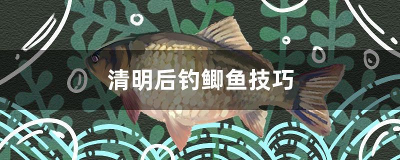 桂林龙鱼来源(桂林的鱼叫什么名字) 孵化器