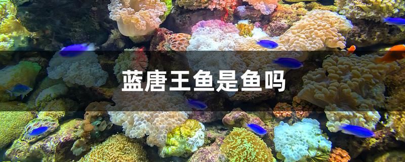 蓝唐王鱼是鱼吗