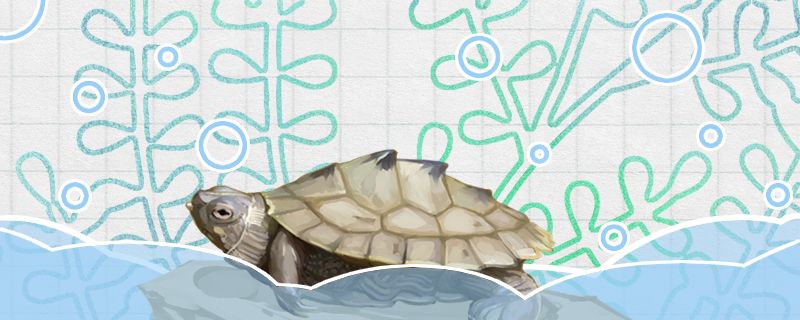 地图龟是深水龟吗水深多少合适