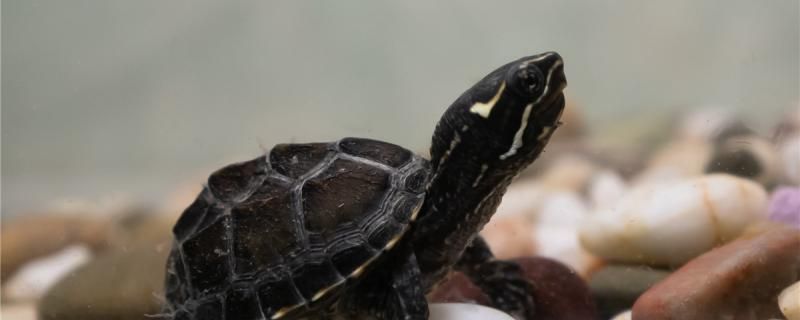 麝香能和什么龟一起养混养需要注意什么