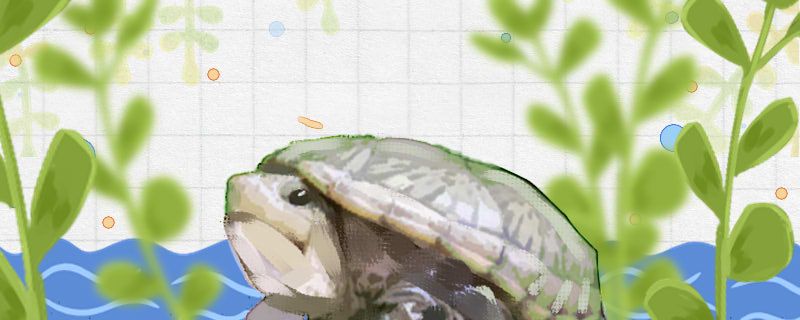 三弦巨型鹰嘴泥龟寿命多长能长多大 赛级红龙鱼