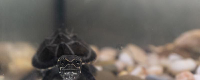 麝香龟一次喂多少龟粮应该喂几次