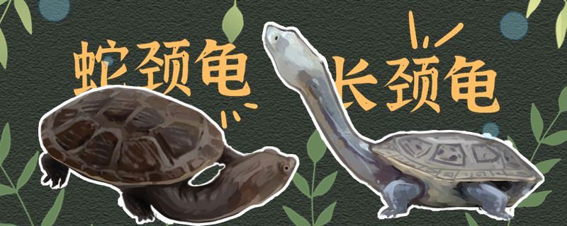 蛇颈龟和长颈龟有什么区别可以一起养吗 泰庞海莲鱼