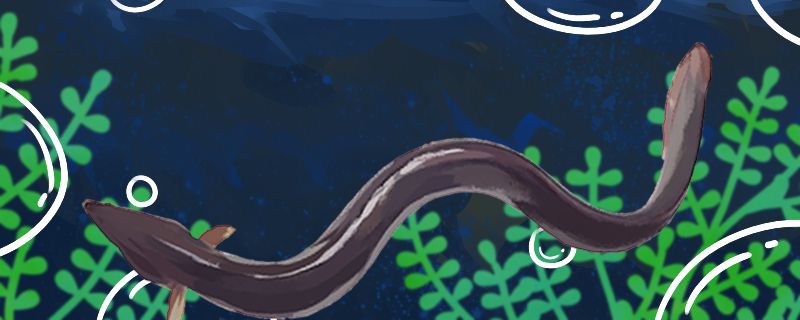 鳗鱼能长多大能活多久