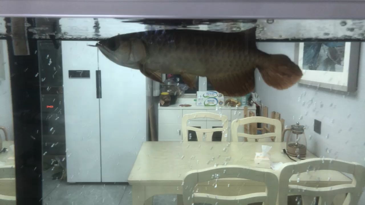 观赏鱼缸照明灯七彩8w（鱼缸用七彩灯对鱼好吗） 广州水族批发市场