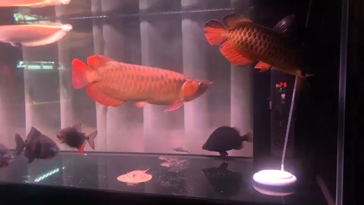 红龙鱼趴缸怎么办视频（红龙鱼趴缸怎么办视频讲解） 巴卡雷龙鱼