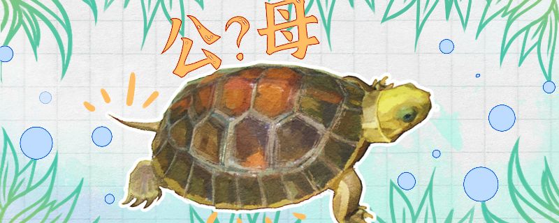金头闭壳龟怎么分公母公母能一起养吗