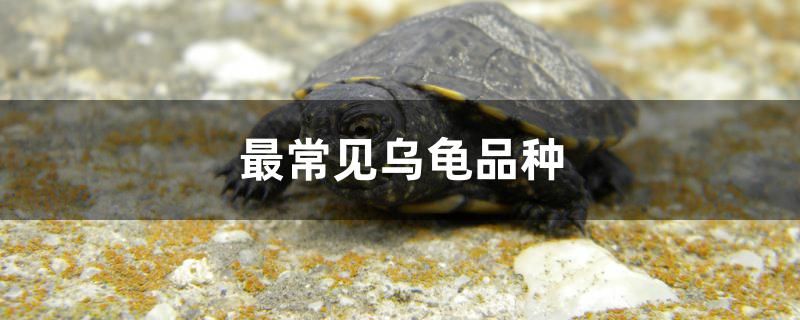 最常见乌龟品种有哪些 鱼缸清洁用具