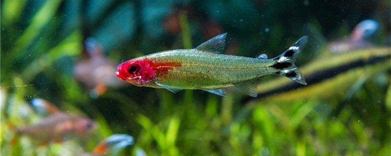 红鼻剪刀鱼能长多大能活多久