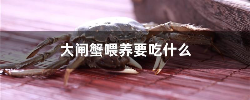 大闸蟹喂养要吃什么