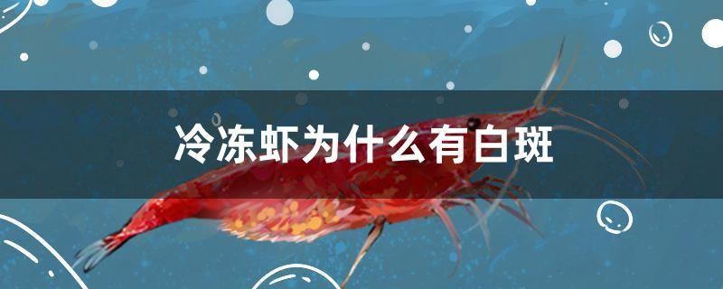 冷冻虾为什么有白斑 赛级红龙鱼