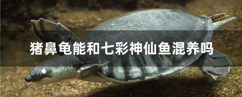 猪鼻龟能和七彩神仙鱼混养吗 广州观赏鱼批发市场