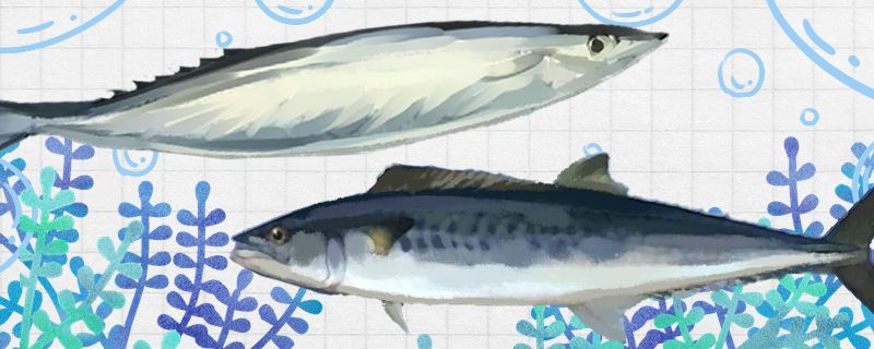 秋刀鱼和鲅鱼是同一种鱼吗有什么区别