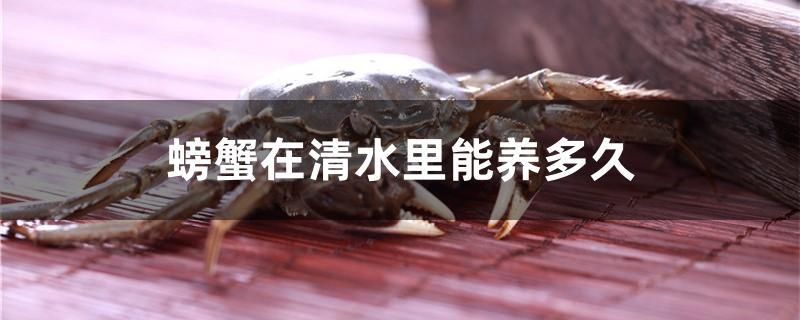 螃蟹在清水里能养多久