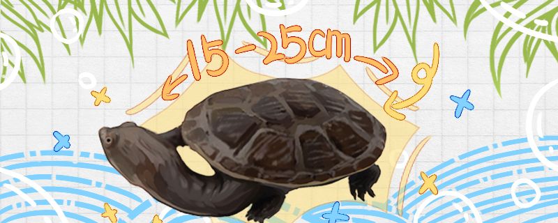 蛇颈龟能长多大能活多少年
