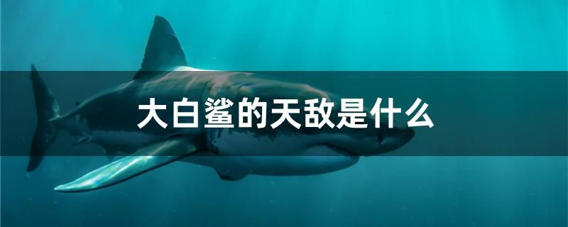 大白鲨的天敌是什么