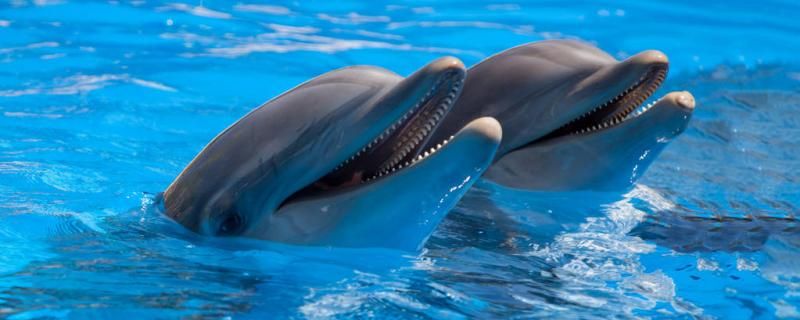 海豚为什么亲近人类海豚为什么救人