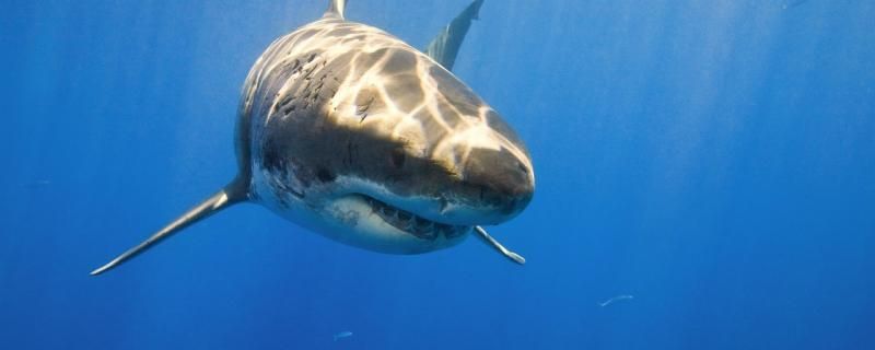 鲨鱼的寿命最多能活多少年
