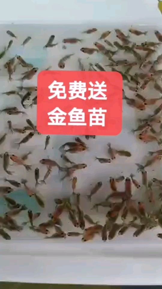 北京买鱼缸哪里便宜 北京去哪儿买鱼缸