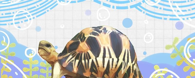 辐射陆龟寿命辐射陆龟体长