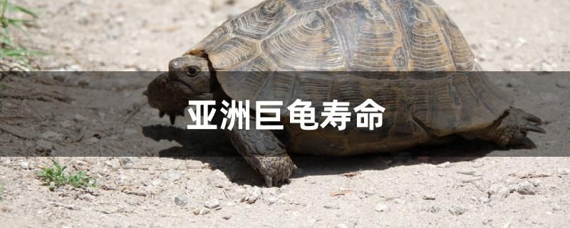 亚洲巨龟寿命