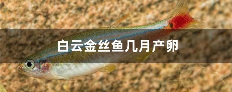 白云金丝鱼几月产卵