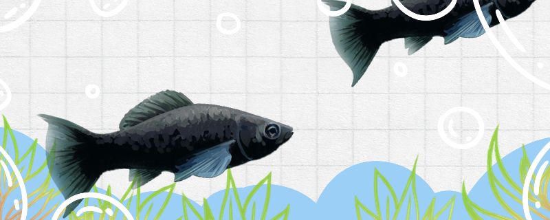 黑玛丽鱼生小鱼有什么前兆多久生一次小鱼