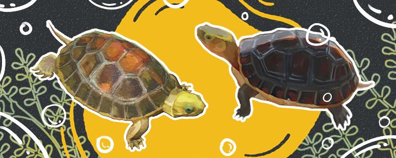 金头闭壳龟是不是黄缘闭壳龟有什么区别