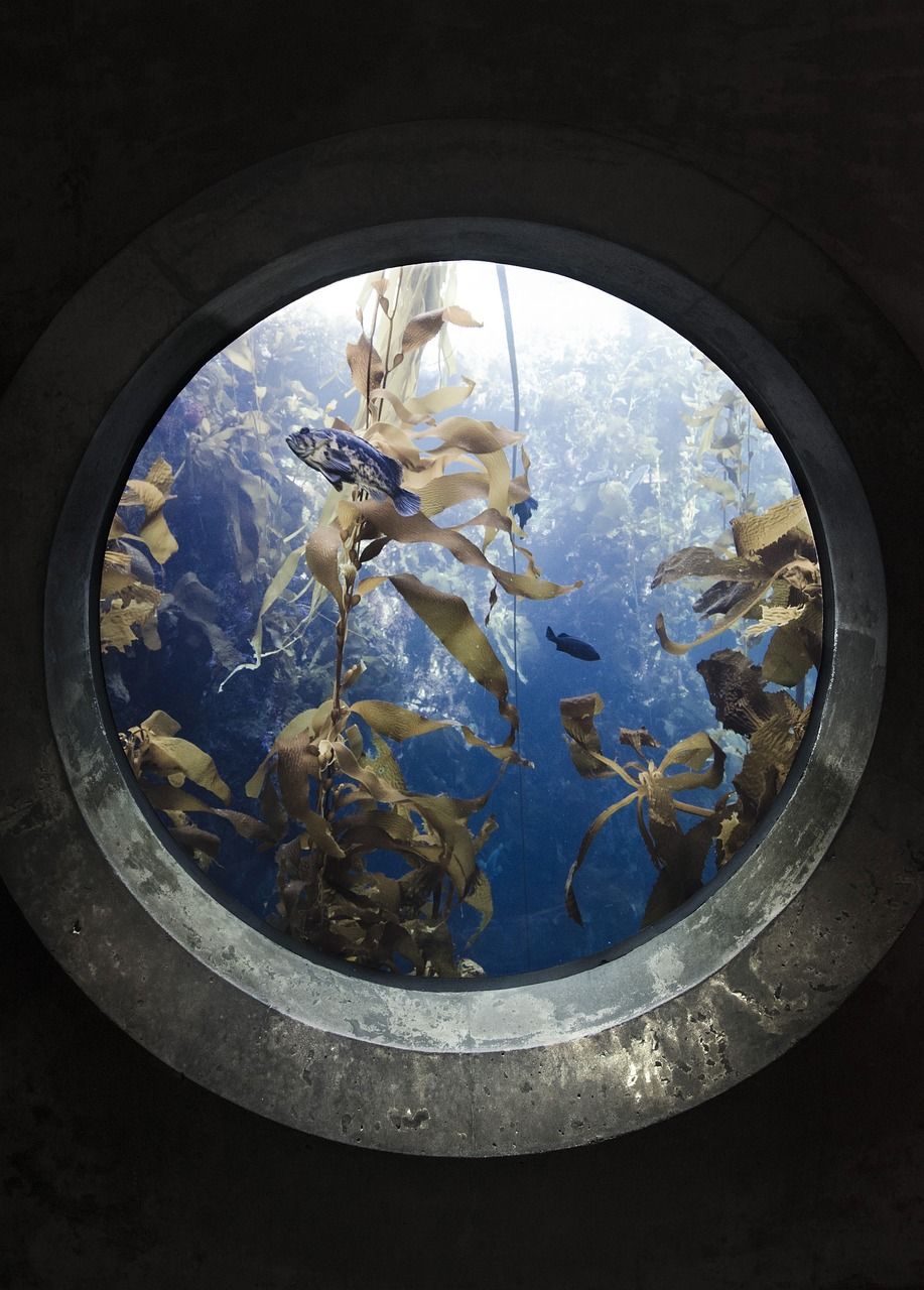 石头景观鱼缸效果图大全视频（ 石头鱼缸造景图片欣赏） 七彩神仙鱼