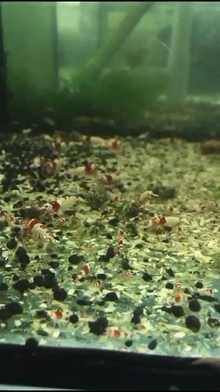 红白水晶虾就是耐看 观赏鱼论坛