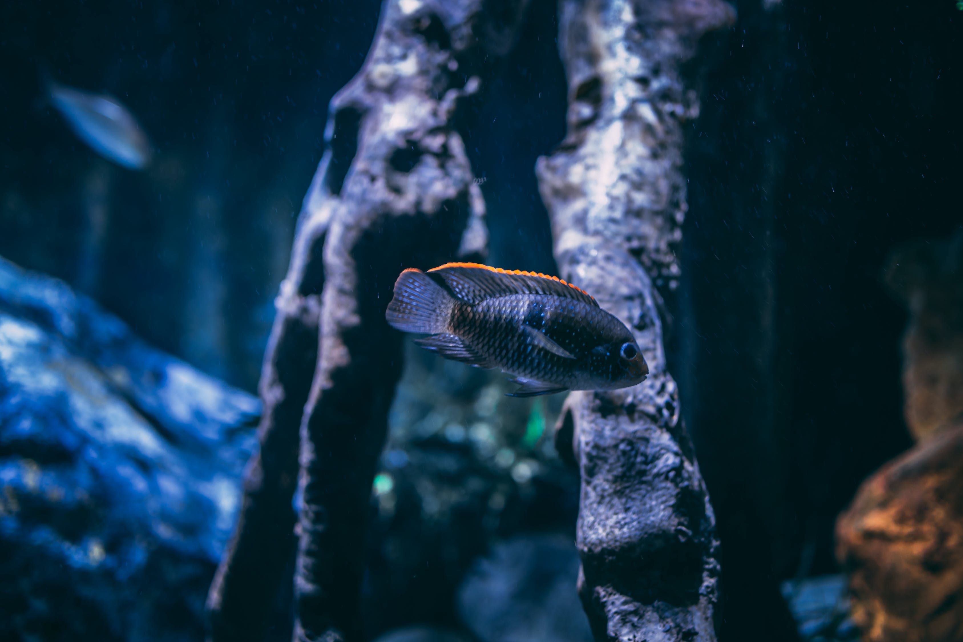 金龙鱼一般水温多少合适养 金龙鱼的水温多少度合适 白子红龙鱼