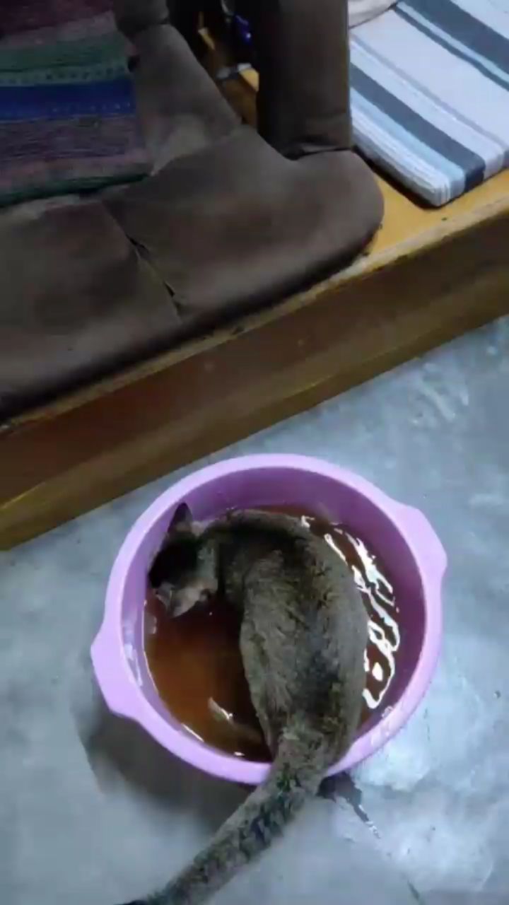 猫猫喜欢我的洗脚水 观赏鱼论坛