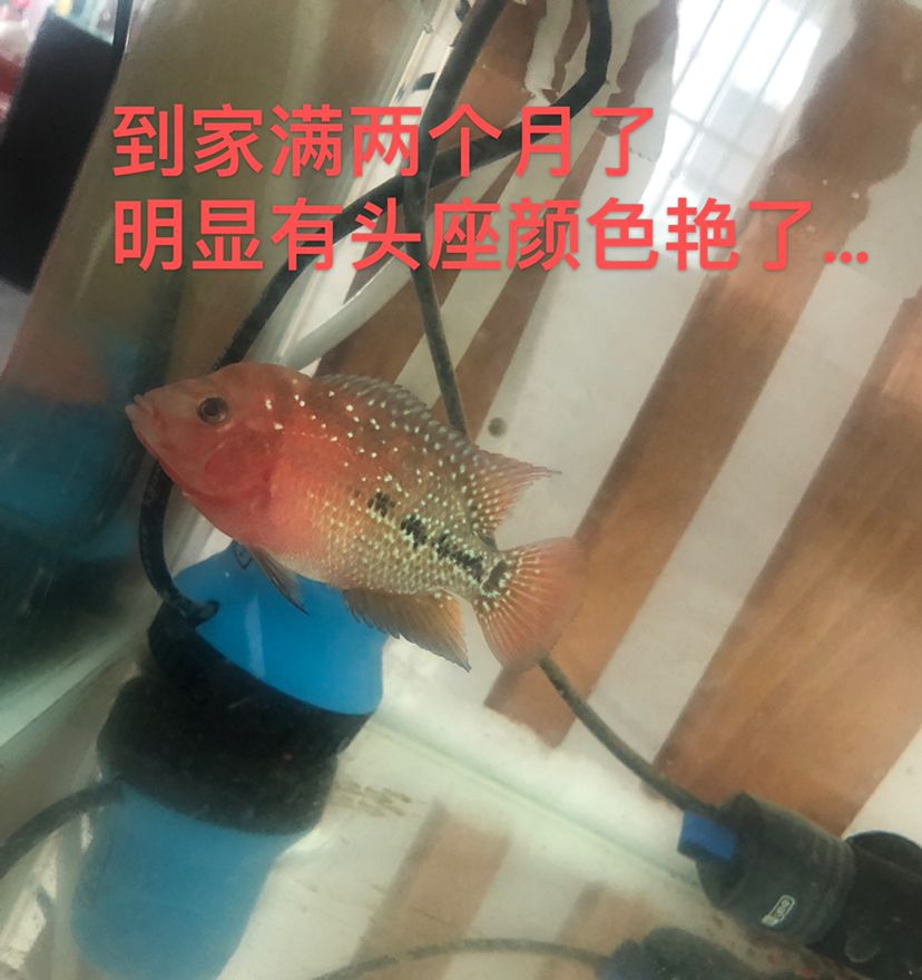 幻彩苗子成长记 观赏鱼论坛 第3张