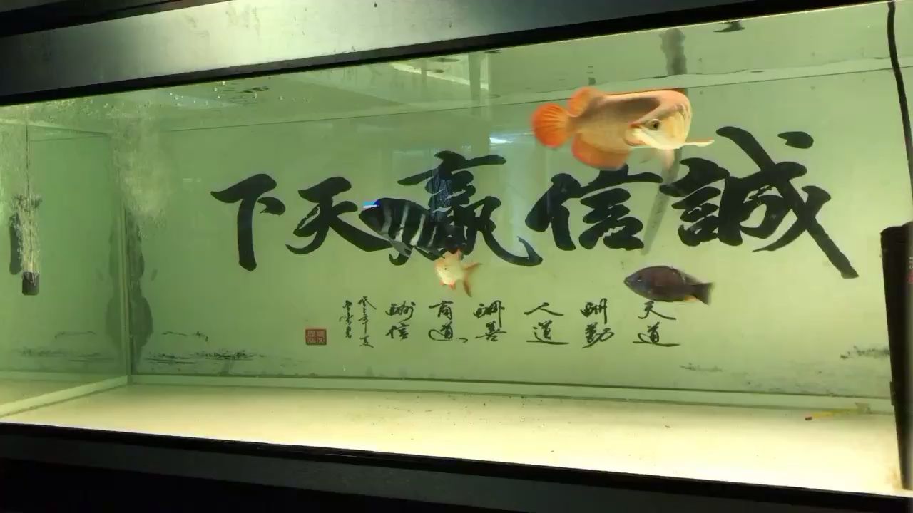 龙鱼很喜欢吃饲料 观赏鱼论坛