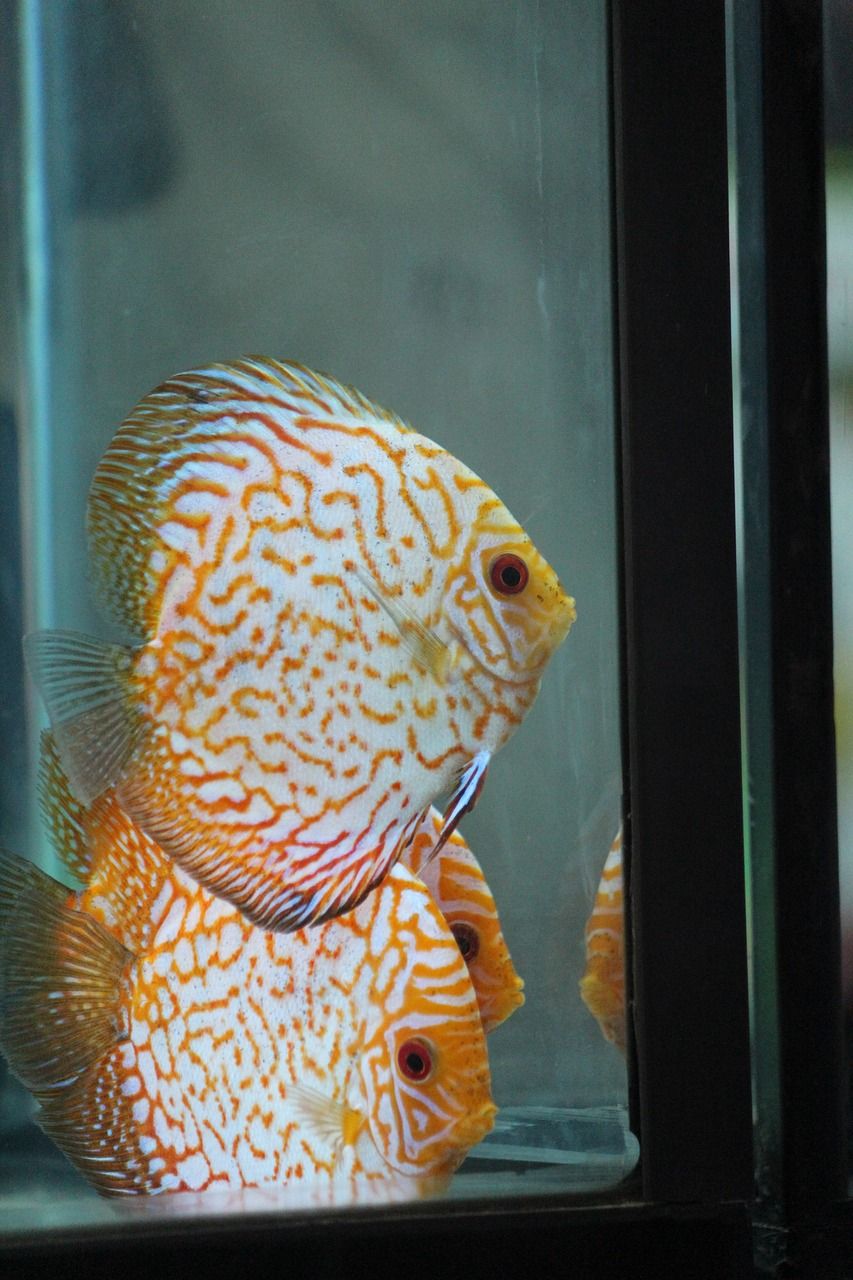 金鱼买回来多久放鱼缸（ 金鱼刚刚买回来多久喂食） 黄宽带蝴蝶鱼