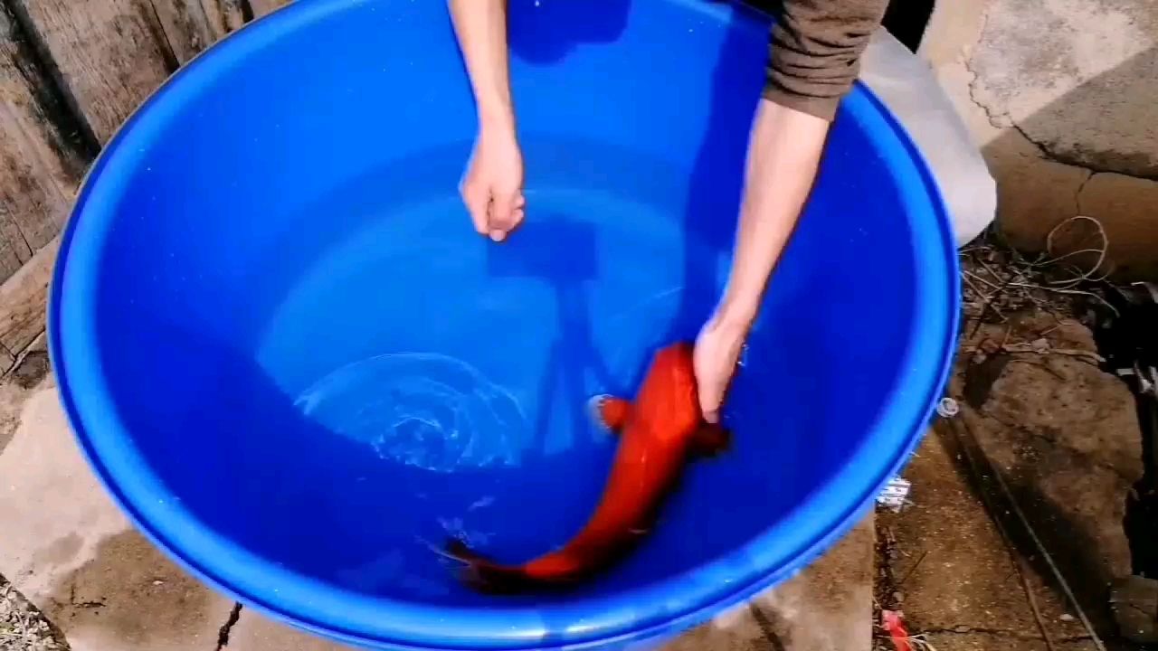 大火鲤 观赏鱼论坛