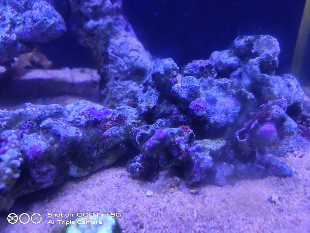 钙藻似乎也是荧光的 观赏鱼论坛 第1张
