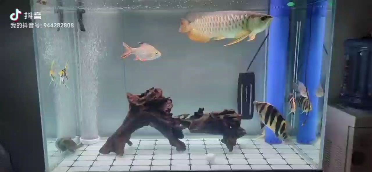 氧机放在鱼缸里面，还是放在底过滤好一点 观赏鱼论坛