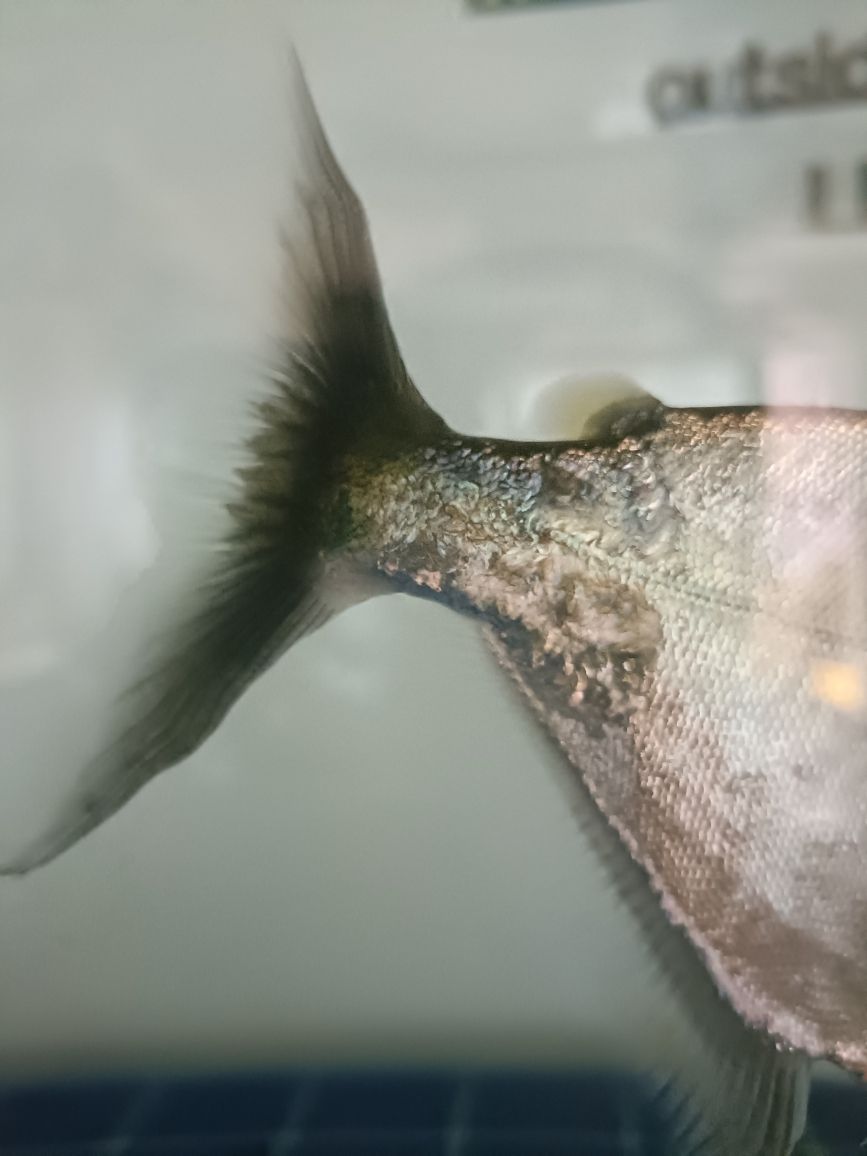 世界上最贵的血红龙鱼图片欣赏（ 世界上最贵的血红龙鱼图片欣赏） 白写锦鲤鱼