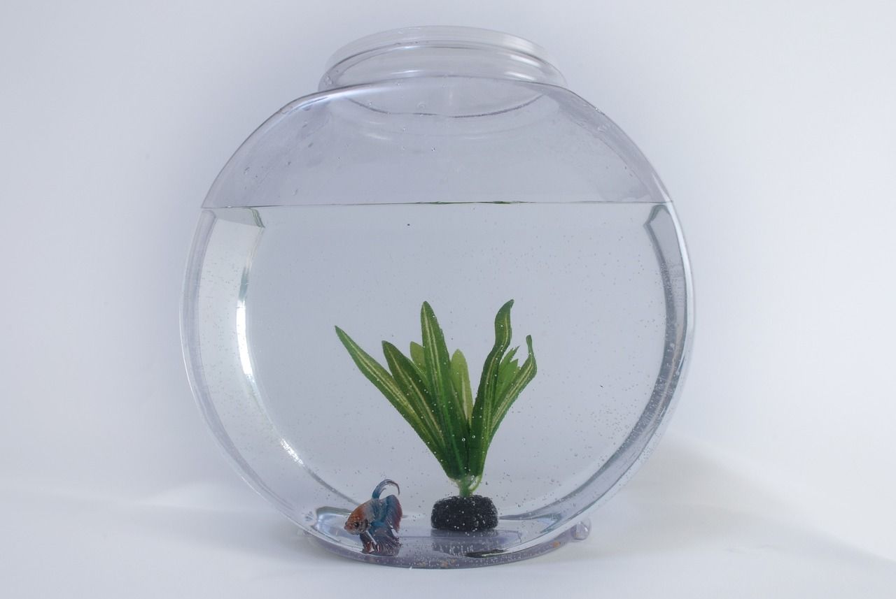 小型鱼缸水位：小型鱼缸水位低怎么办