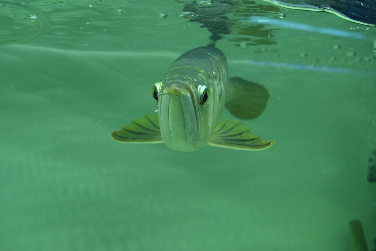 水温适应性强的观赏鱼：适应水温低的热带鱼